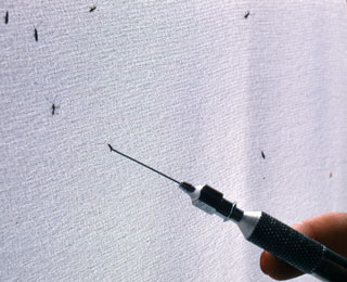 Collecting Agathis wasp